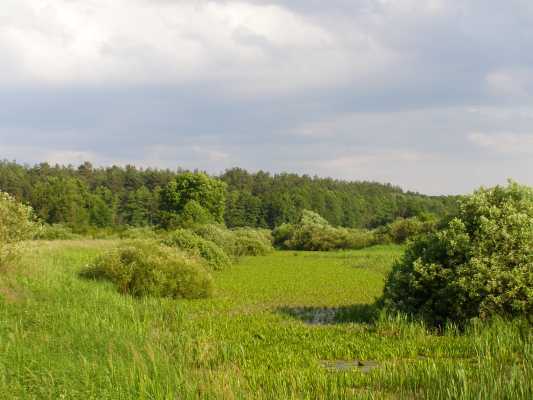 НПП "Деснянско-Старогутский", изображение ландшафта.