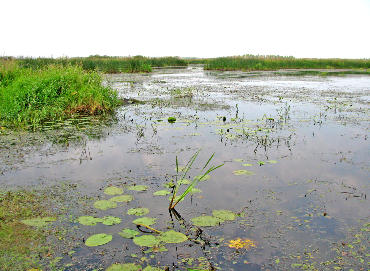 НП Мещёра, image of landscape/habitat.