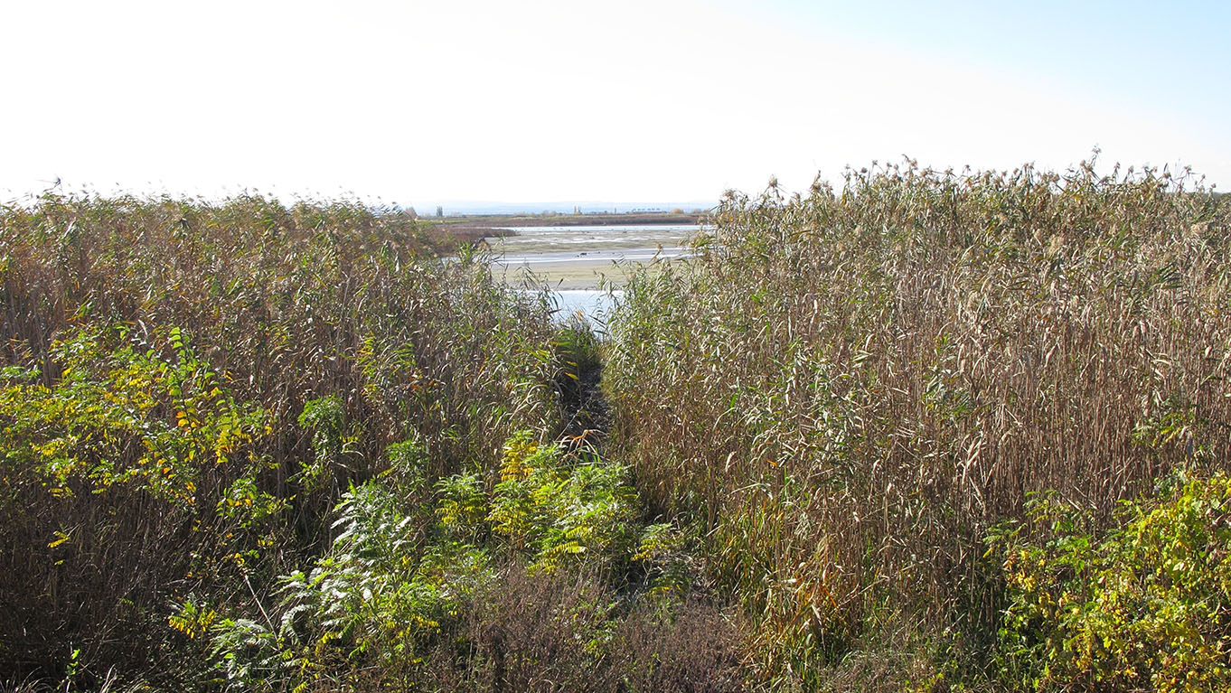 Варнавинское водохранилище, image of landscape/habitat.