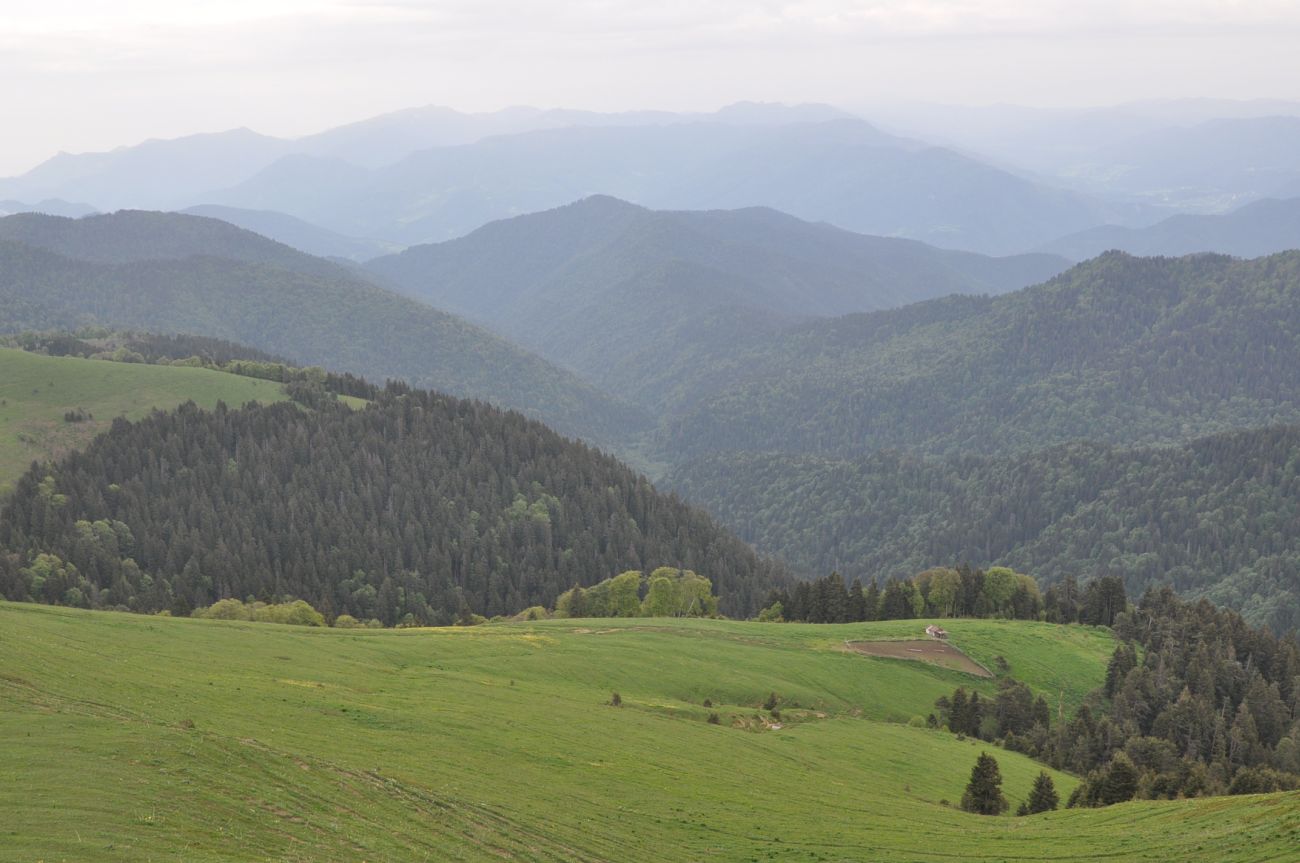 Гора Ломис-Мта, image of landscape/habitat.