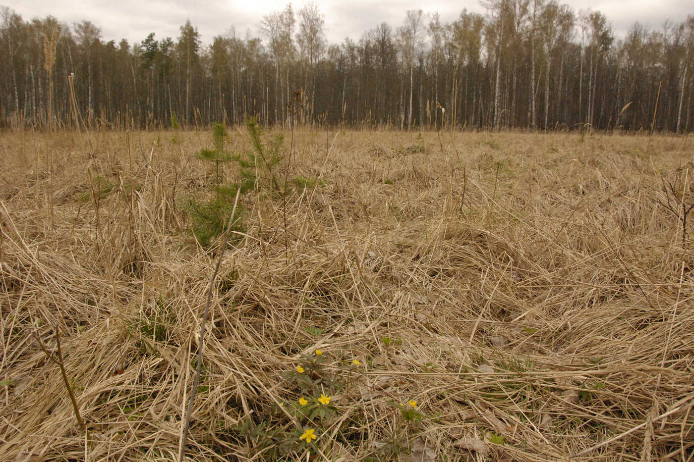 Местечко Карпова Поляна, image of landscape/habitat.