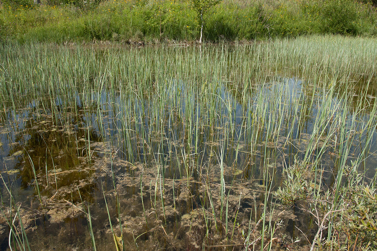 Окрестности Пудости, image of landscape/habitat.