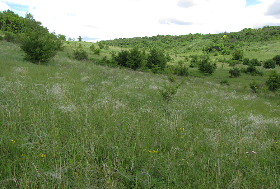 Лог Вишняки, image of landscape/habitat.