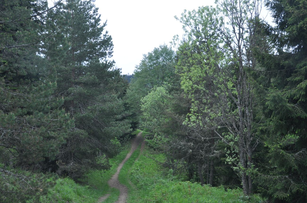 Нац. парк "Боржоми-Харагаули", image of landscape/habitat.