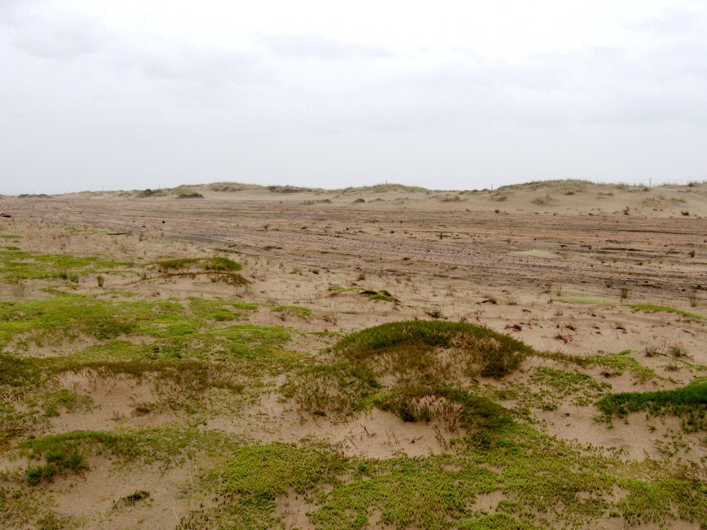 Низовья Варзуги, image of landscape/habitat.