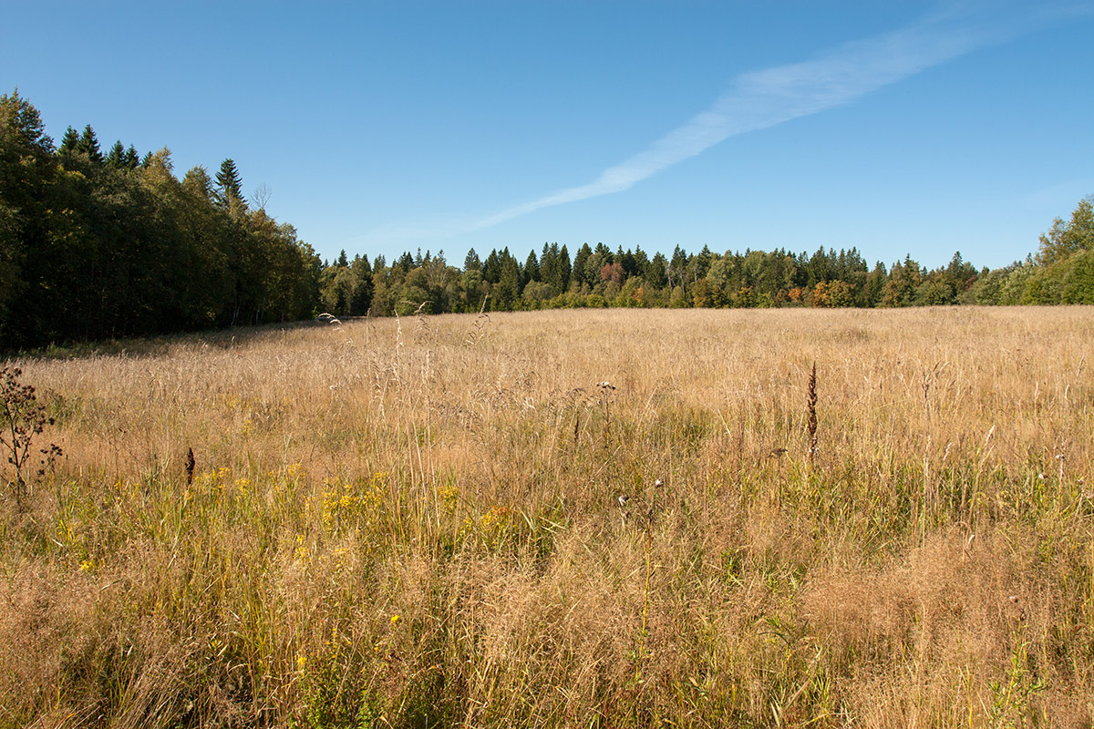 Залежь у Домашово, image of landscape/habitat.