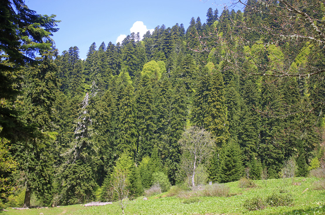 Хребет Псехако, изображение ландшафта.