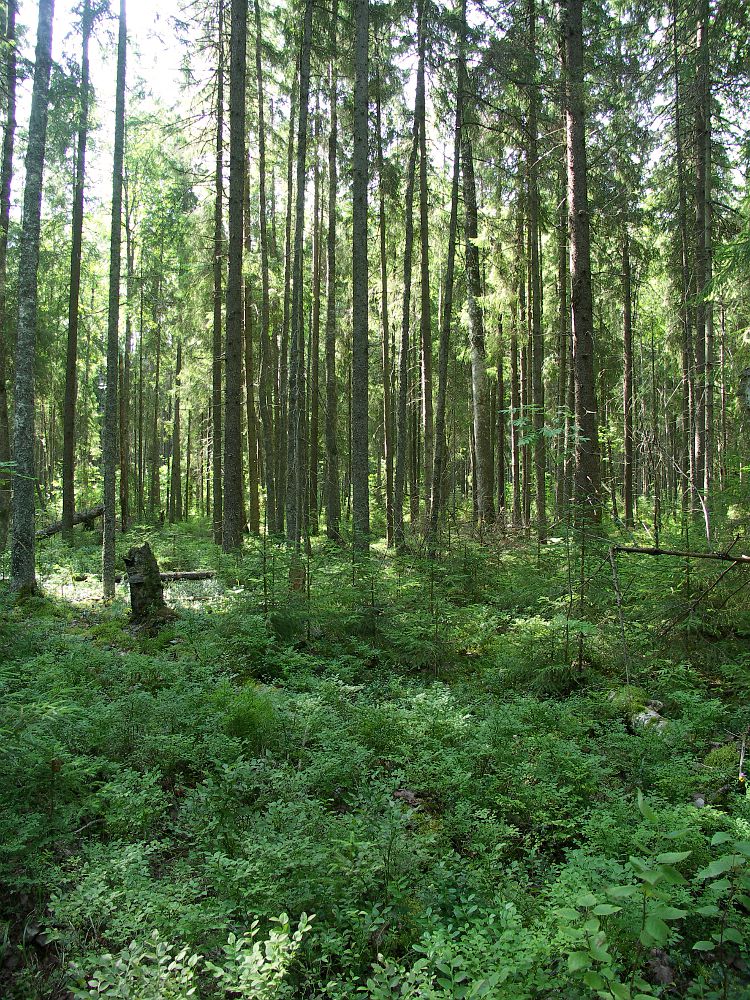 Центрально-Лесной заповедник, север, изображение ландшафта.