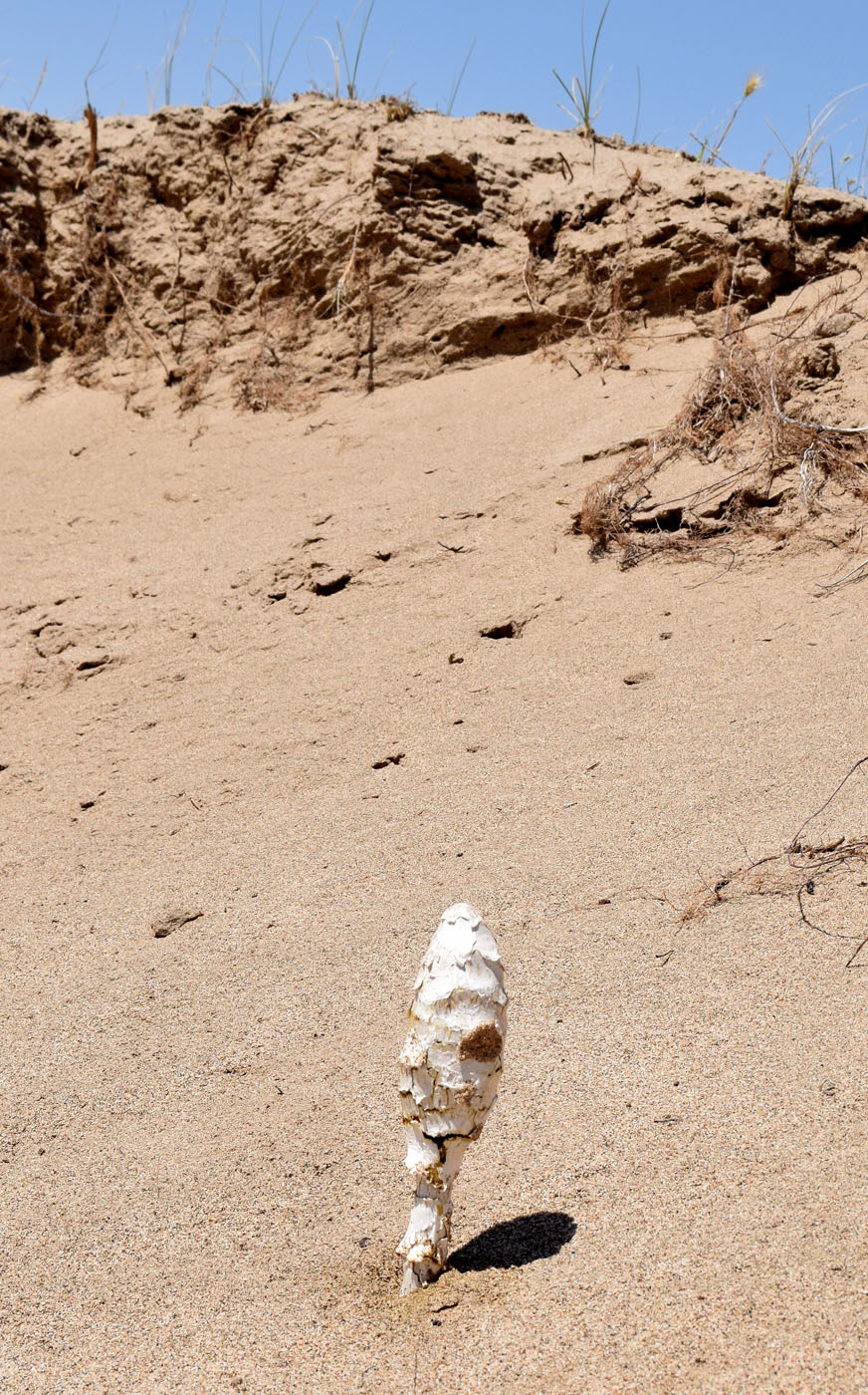 Пески Каттакум, изображение ландшафта.