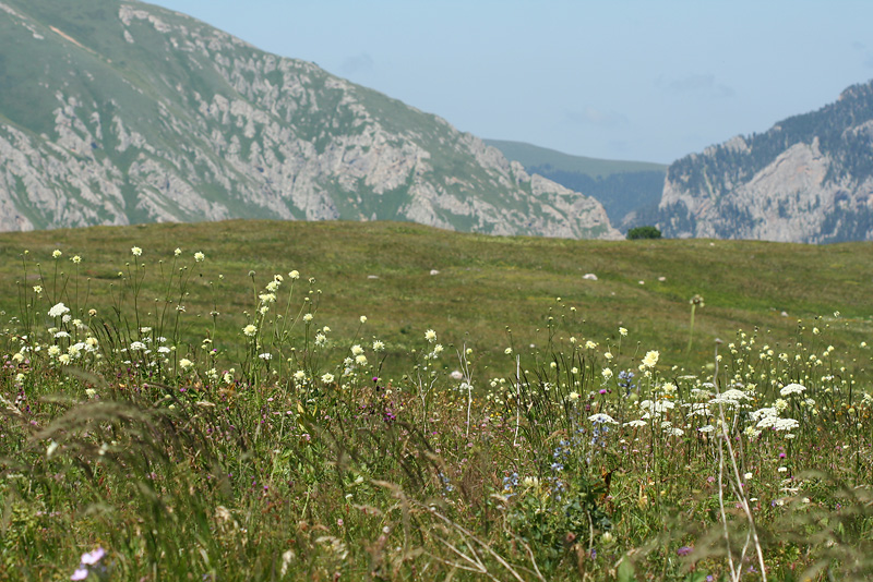 Верхняя Цица, image of landscape/habitat.