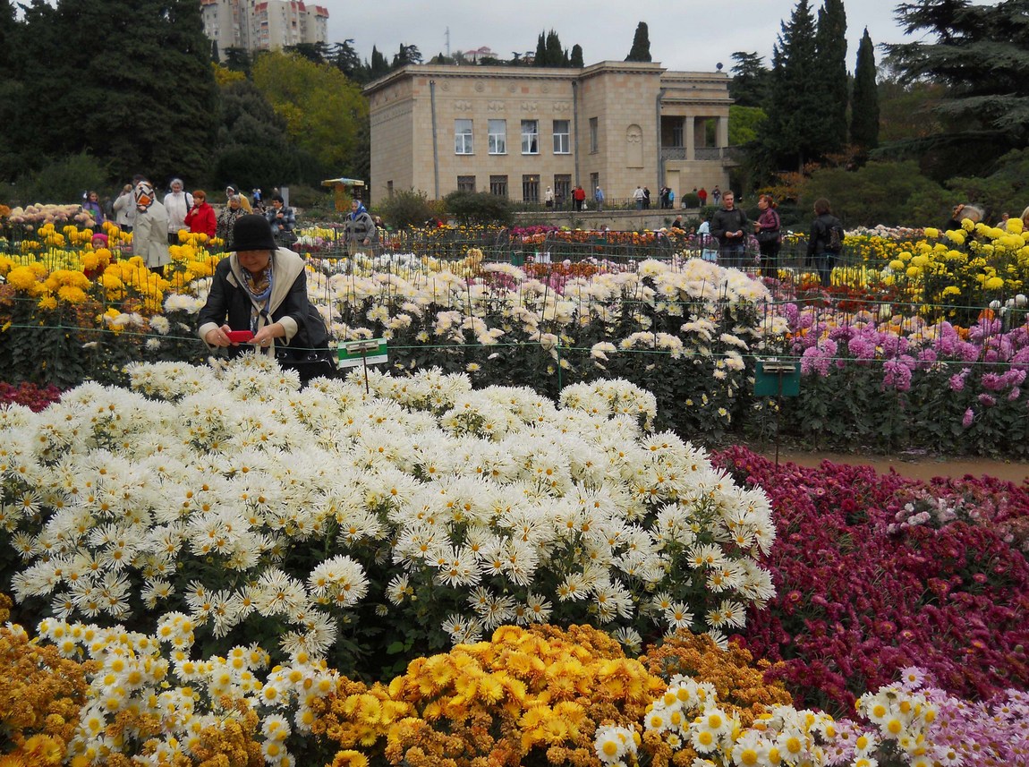 Никитский ботанический сад, изображение ландшафта.