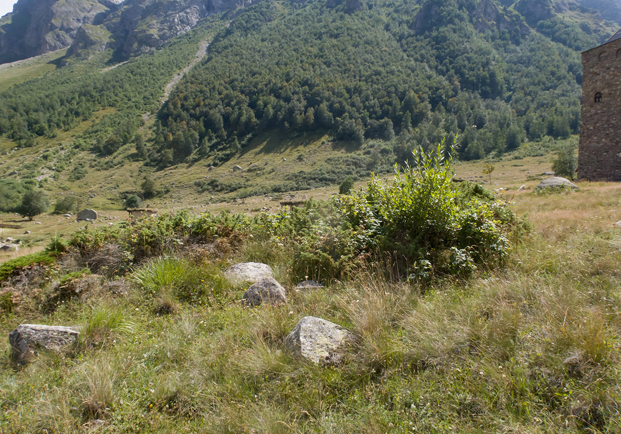 Альплагерь "Безенги", изображение ландшафта.