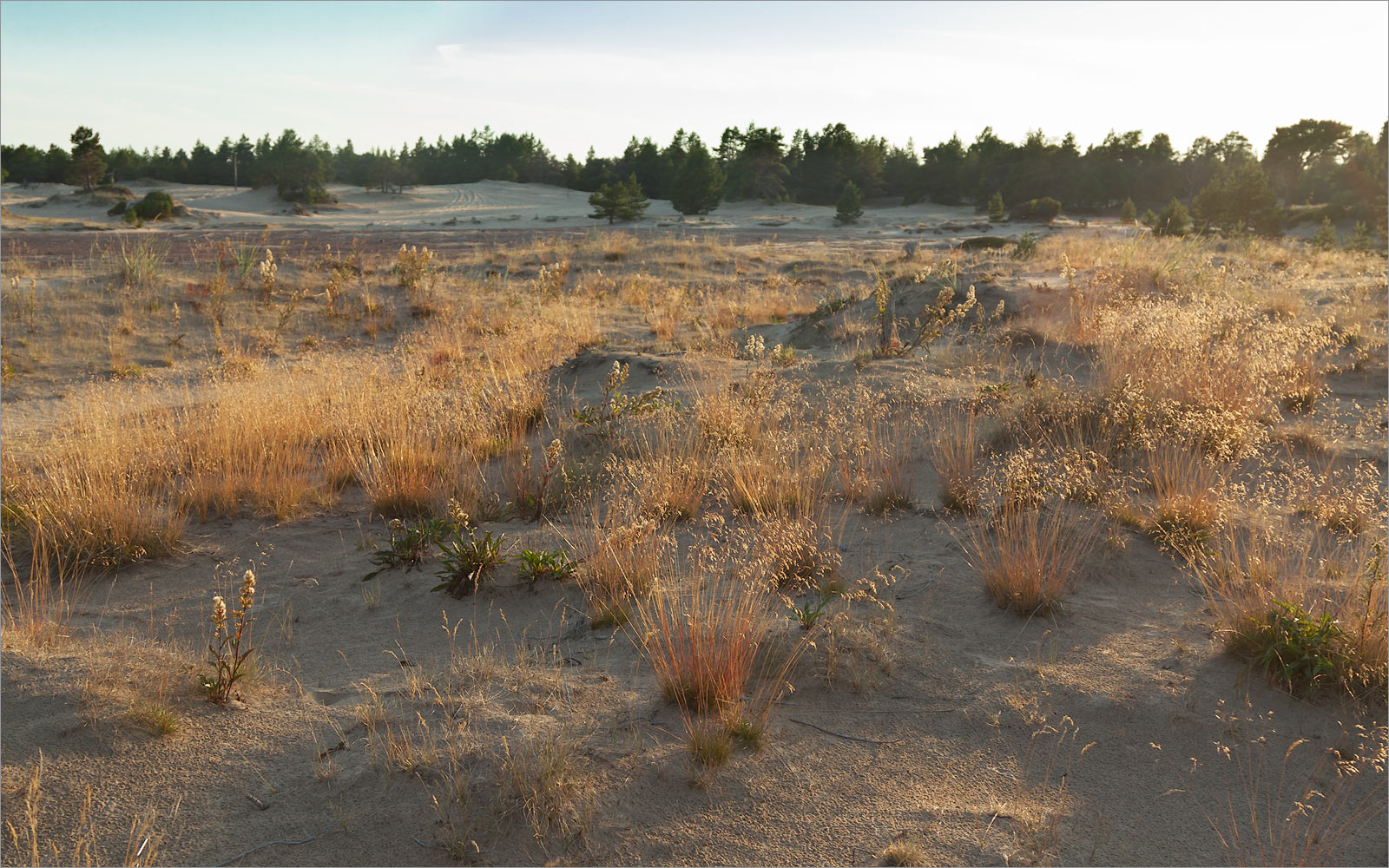 Кузоменьские пески, изображение ландшафта.
