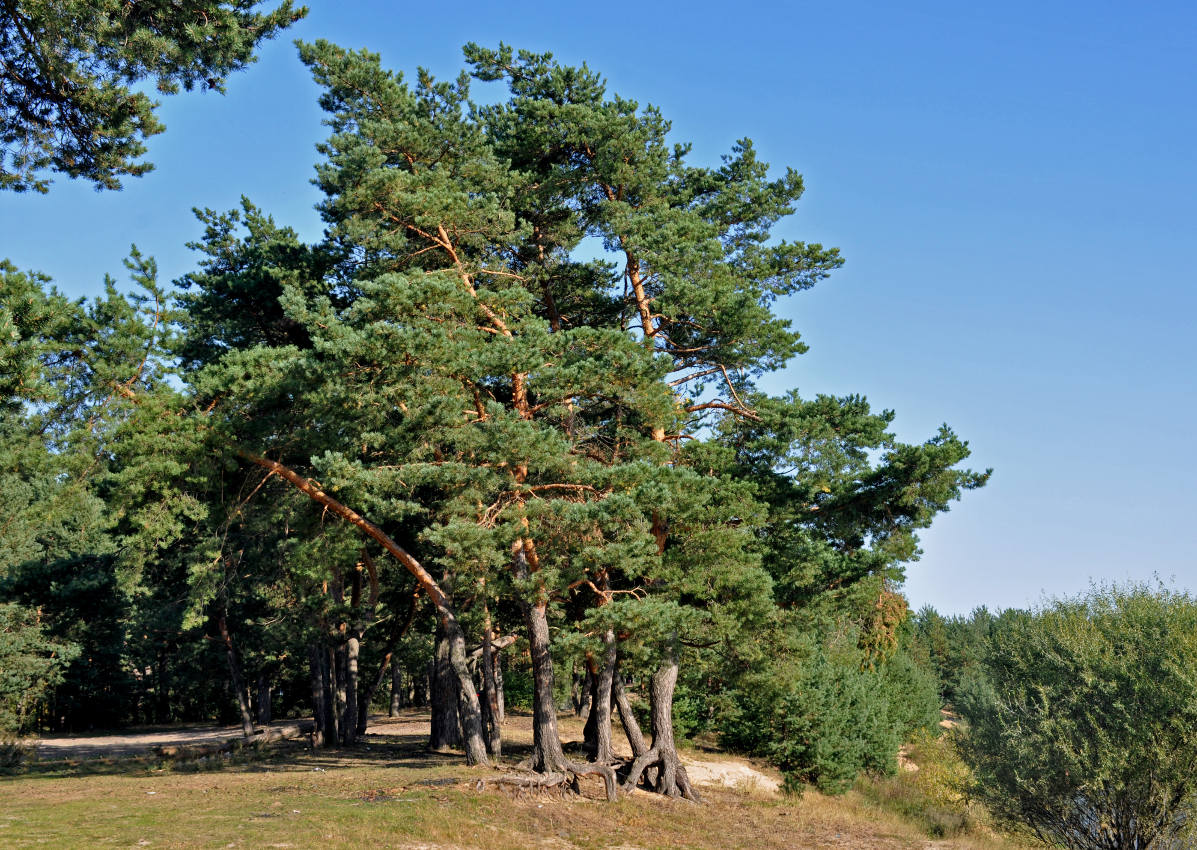 Река Клязьма у Красной Дубравы, изображение ландшафта.