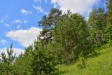 Глазовский лес, изображение ландшафта.