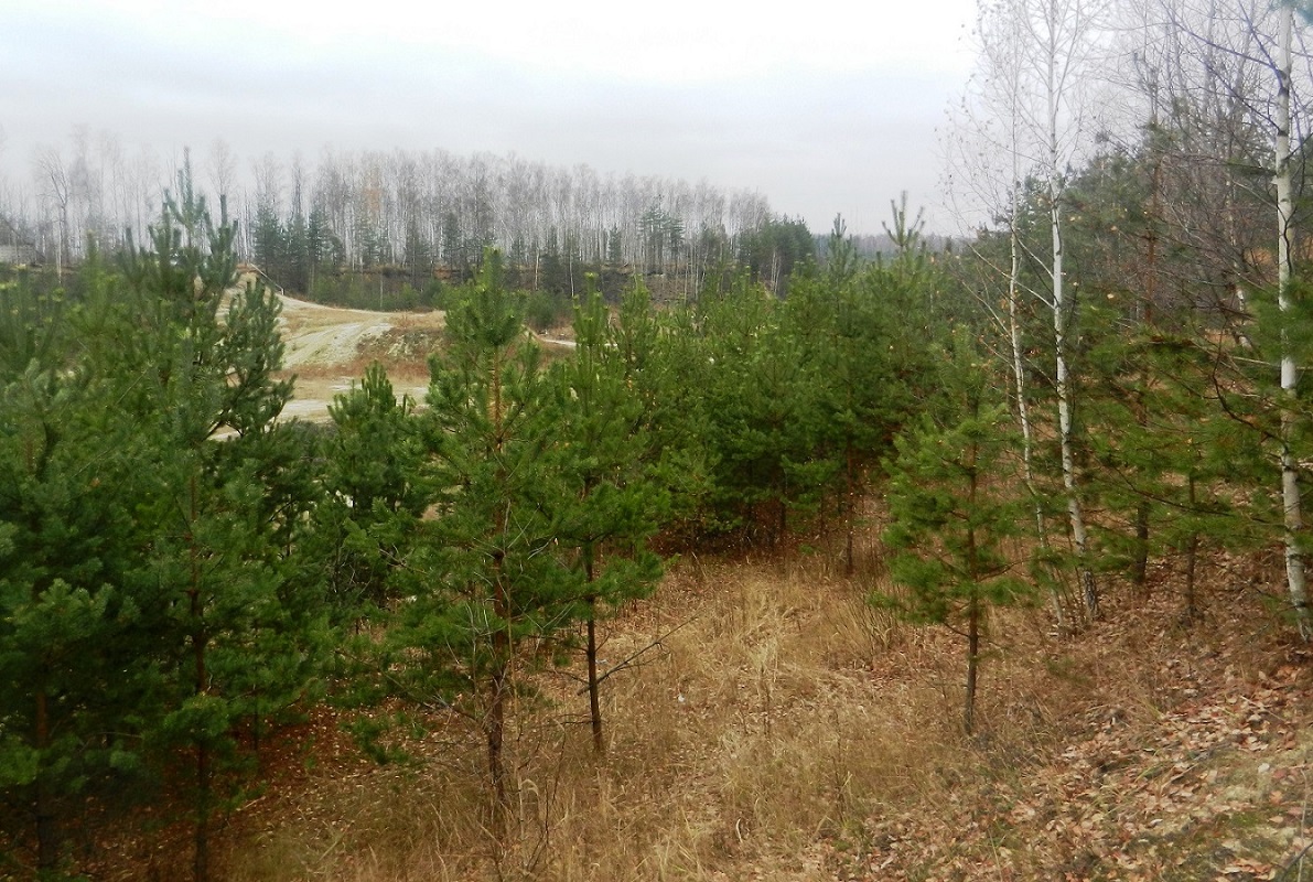 Песчаные карьеры Электрогорска, изображение ландшафта.