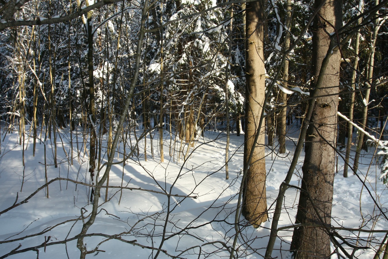 Парк "Сергиевка", изображение ландшафта.