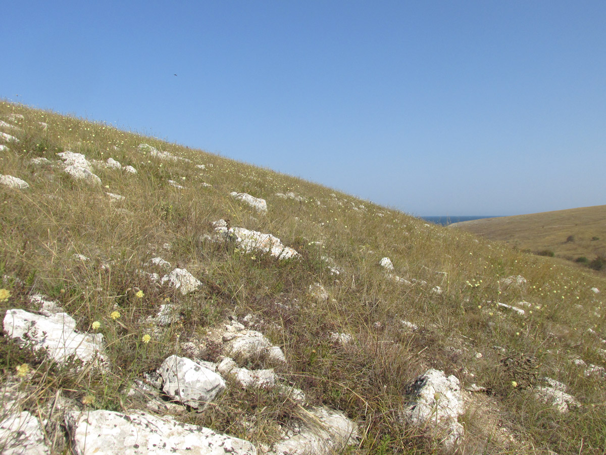 Балка Калоша, изображение ландшафта.