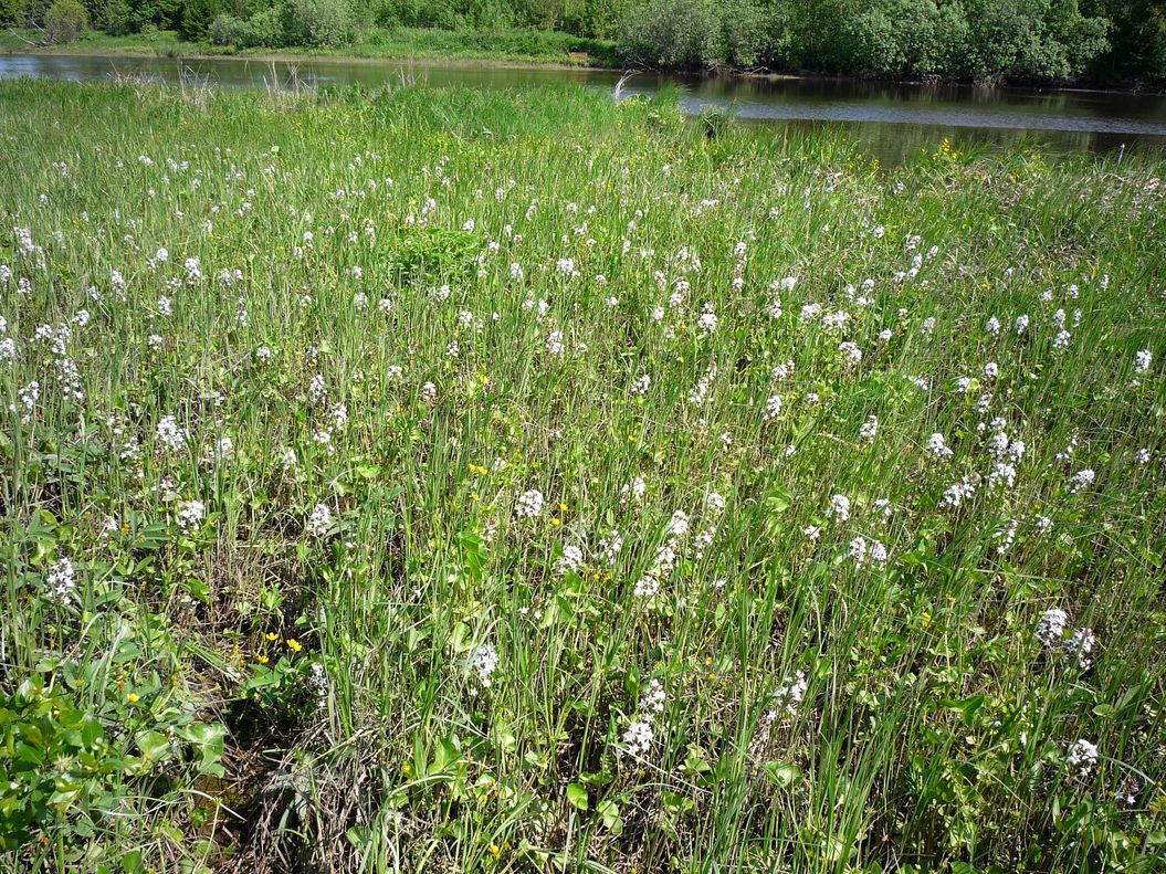 Северные окрестности Архангельска, image of landscape/habitat.