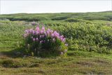 Малая Волоковая губа, image of landscape/habitat.