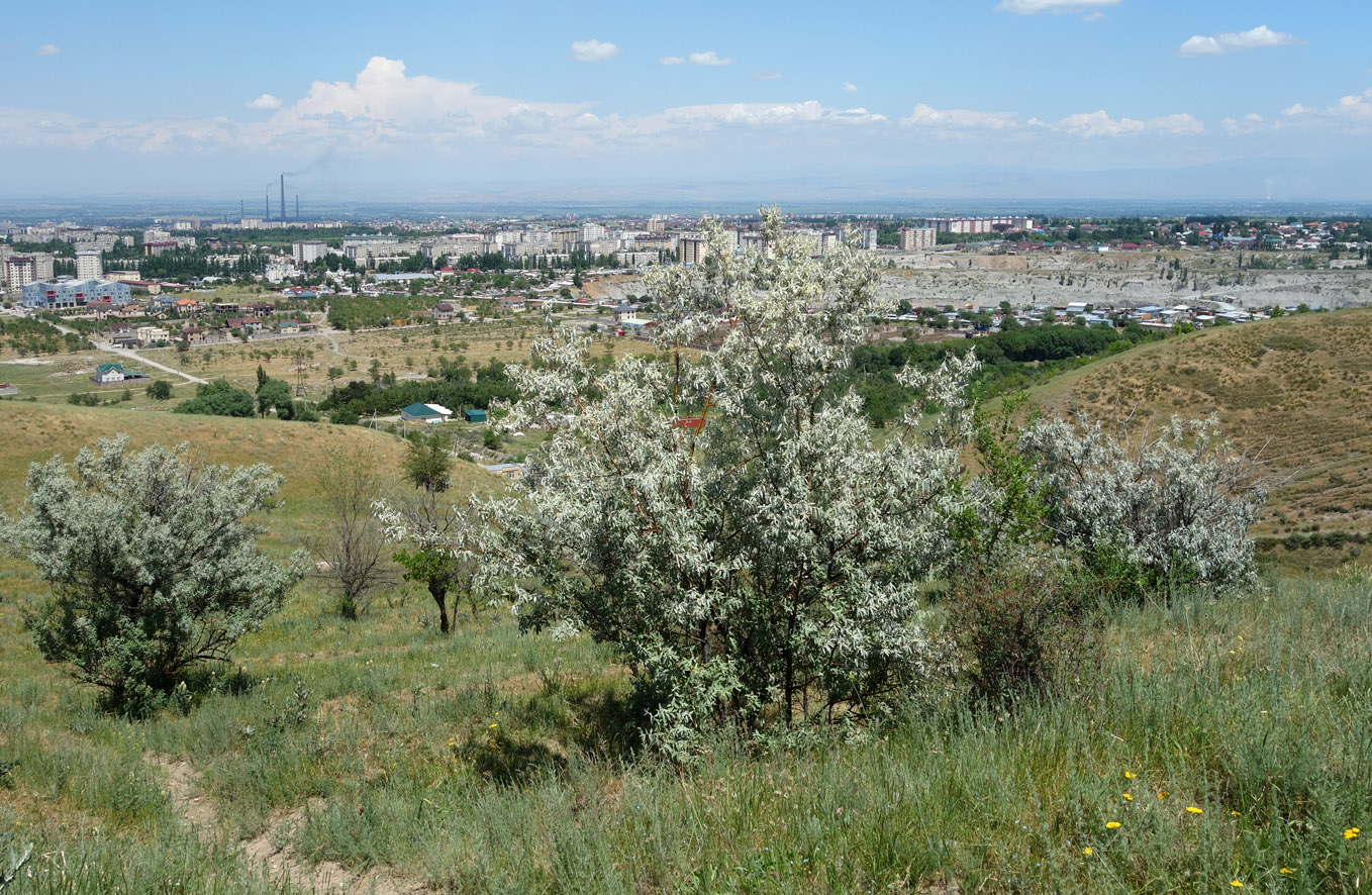 Окрестности Бишкека, предгорье, изображение ландшафта.