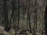 Русский лес, изображение ландшафта.