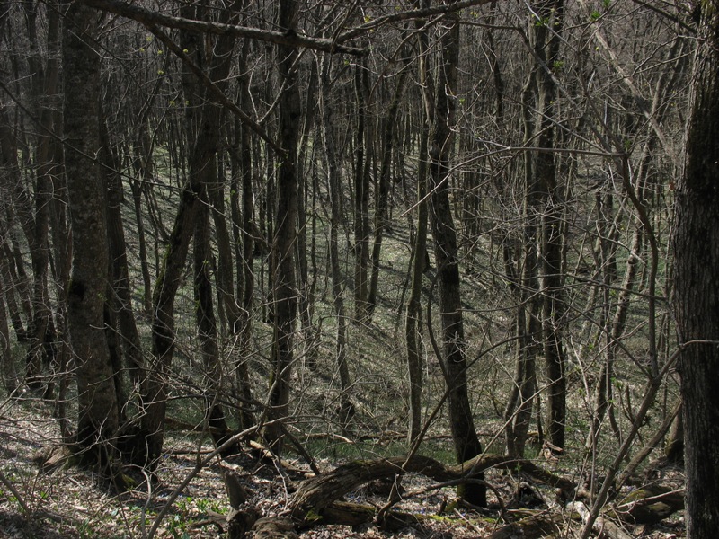 Русский лес, изображение ландшафта.