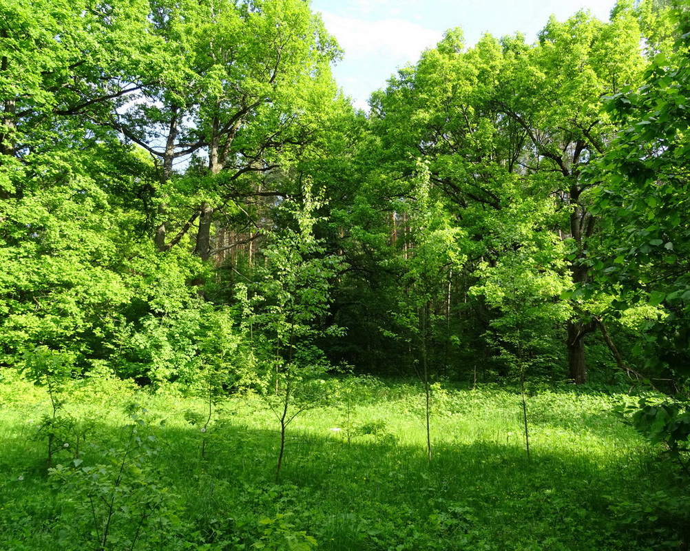 Широколиственные леса Подольска, изображение ландшафта.