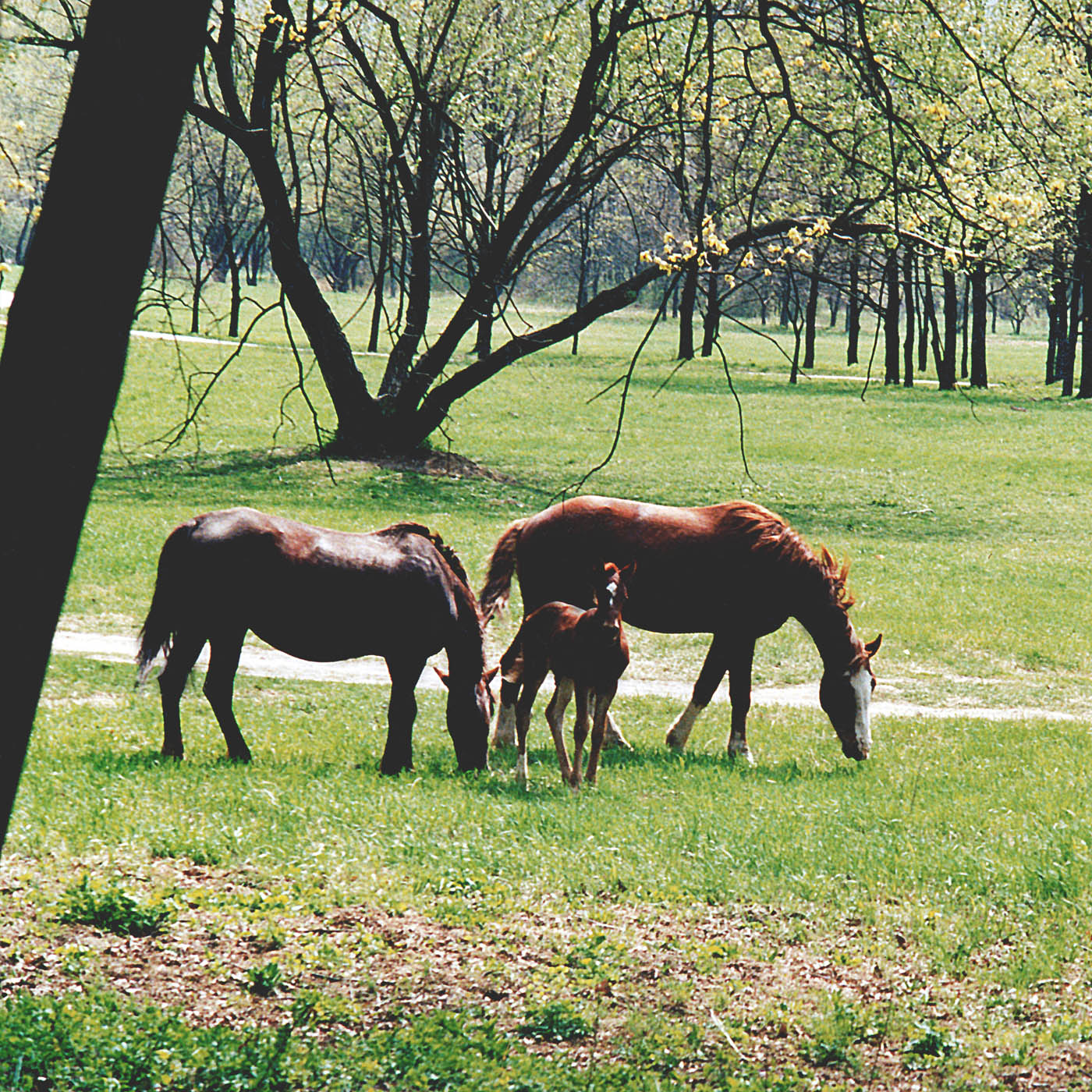 Кишинёвский парк «Дендрариум», изображение ландшафта.