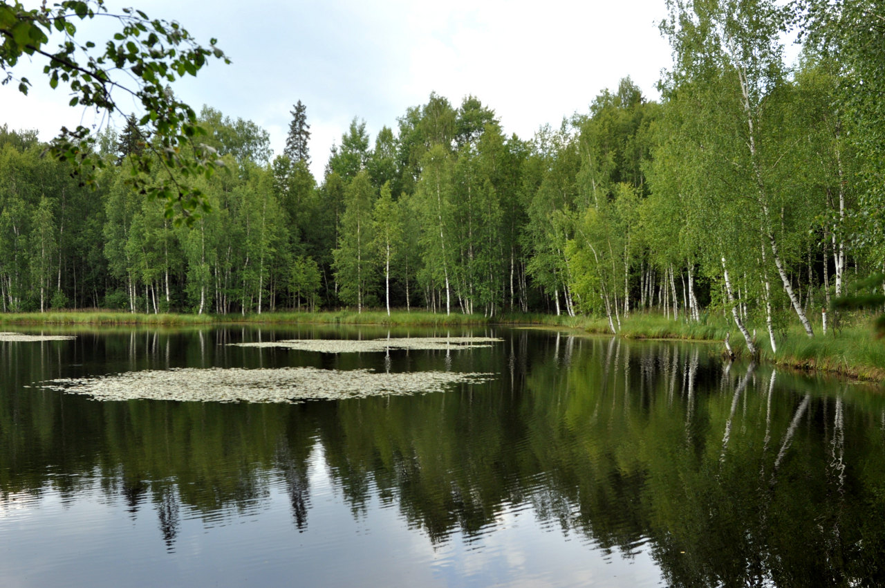 Окрестности деревни Тешилово, image of landscape/habitat.