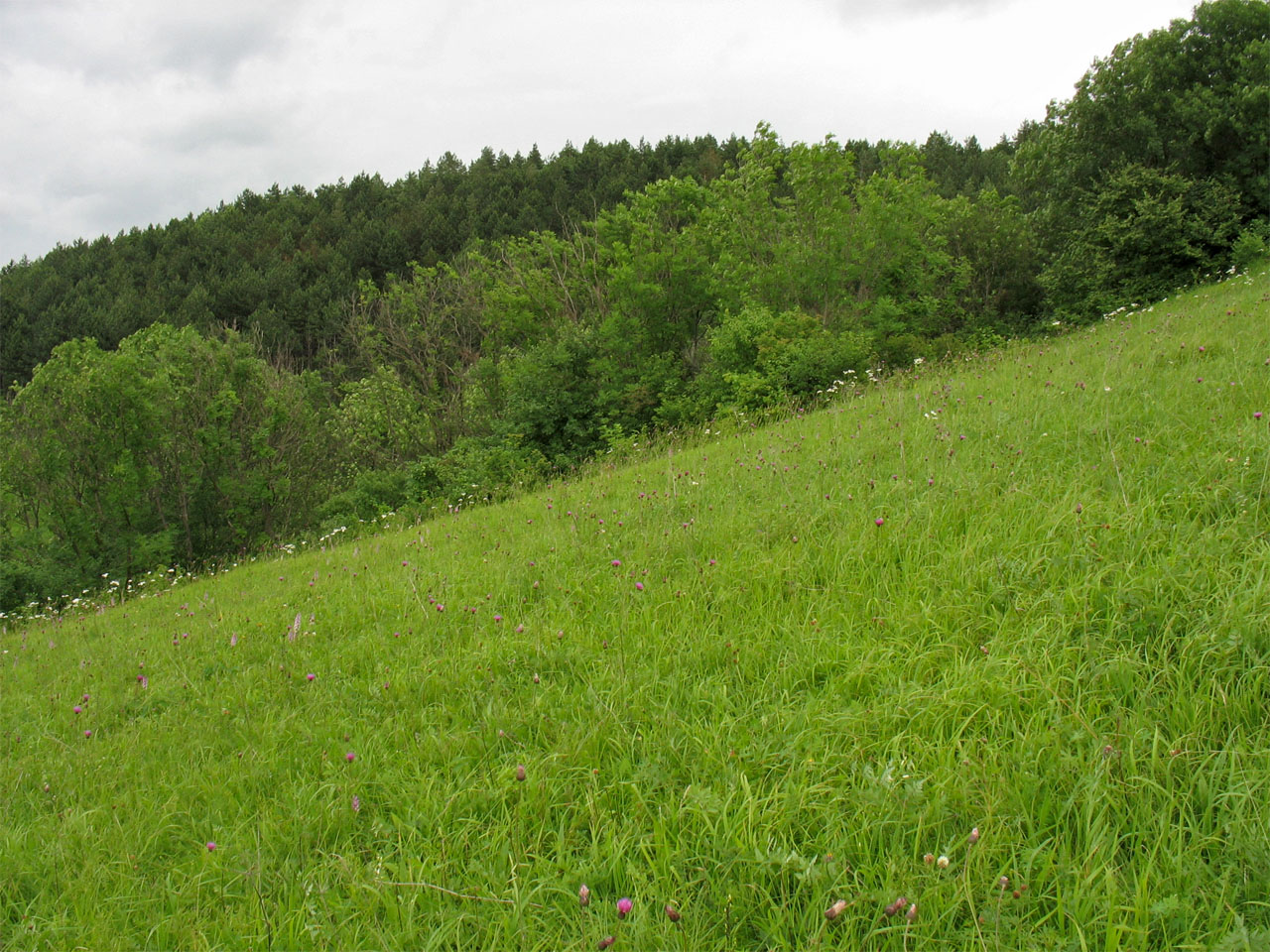 Луговая степь Западного Подолья, изображение ландшафта.