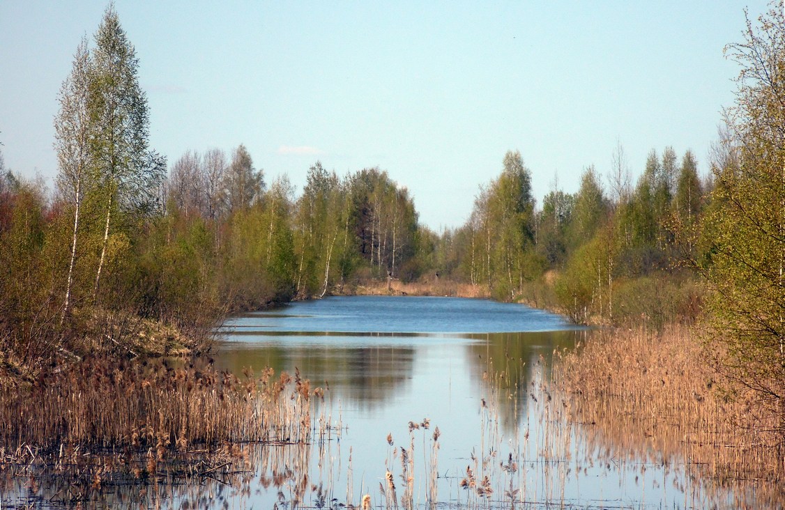 Окрестности Боровичей, изображение ландшафта.