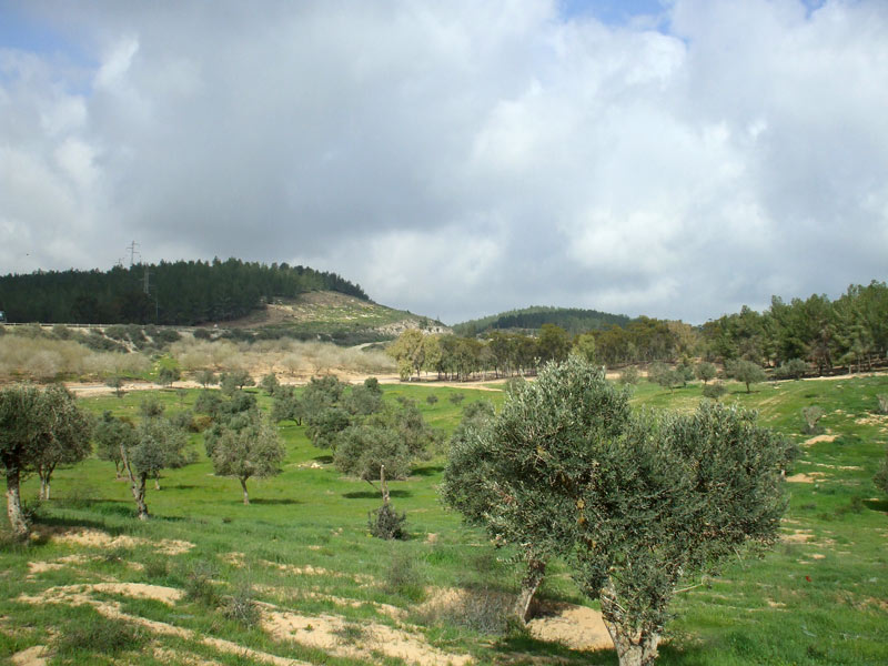 Лес Лаав, изображение ландшафта.
