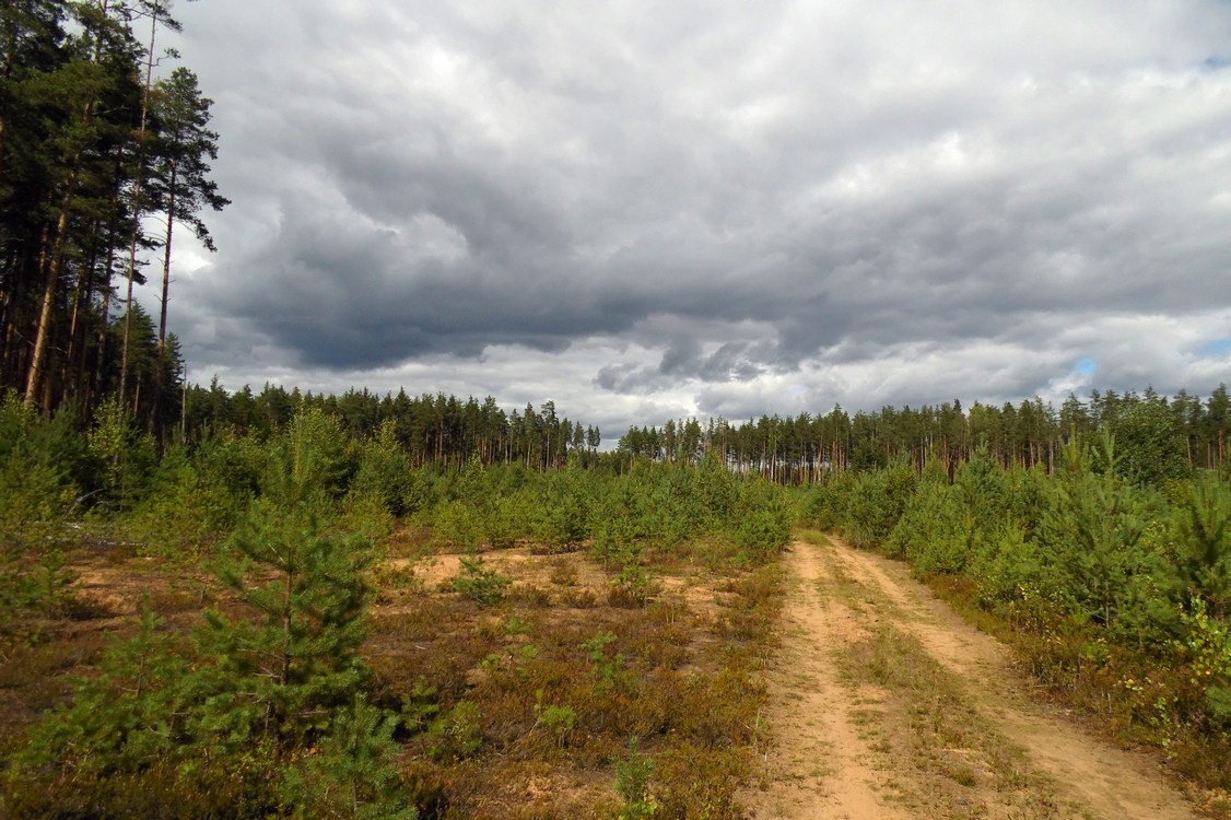 Окрестности Боровичей, image of landscape/habitat.