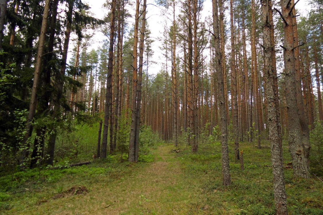 Окрестности Боровичей, изображение ландшафта.