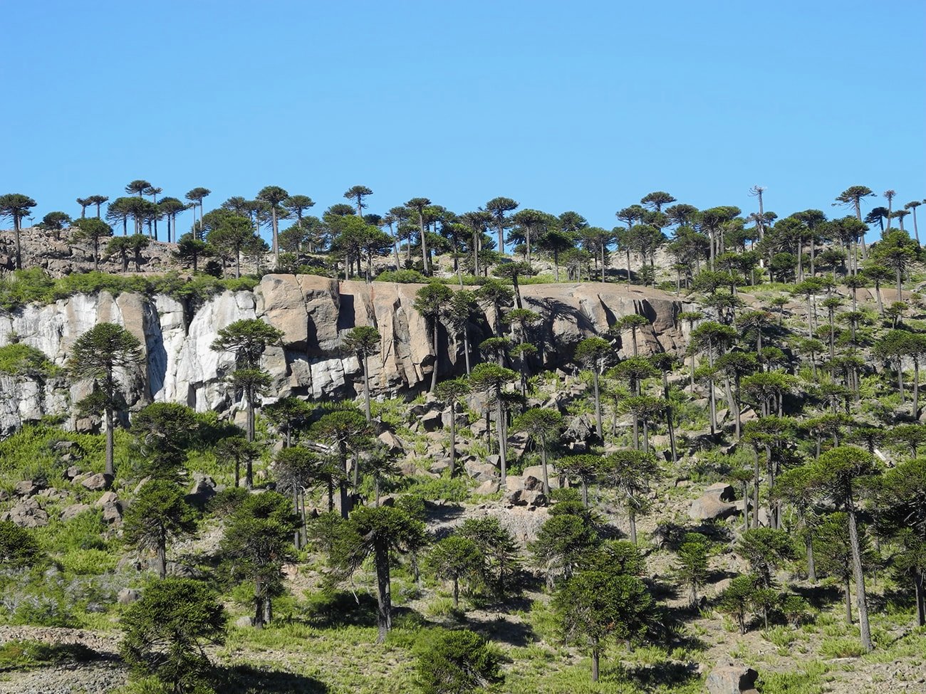 Национальный парк Copahue, изображение ландшафта.
