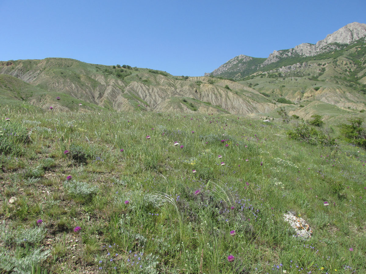 Лисья бухта, image of landscape/habitat.