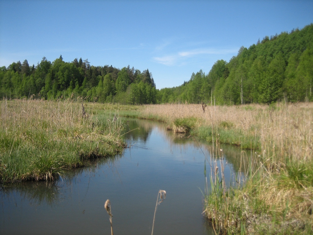 Болота у реки Обла, image of landscape/habitat.