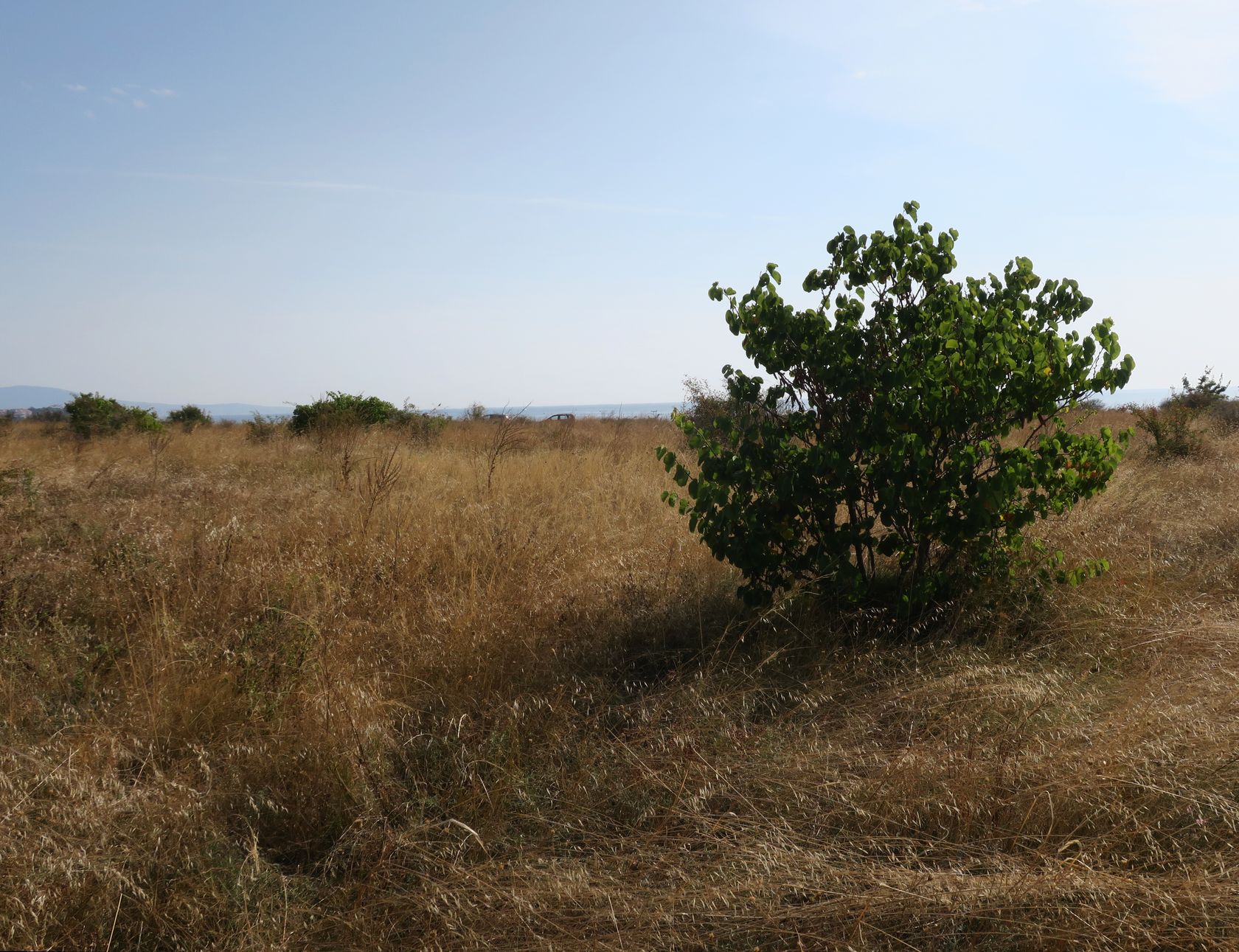 Дюны Несебра, image of landscape/habitat.