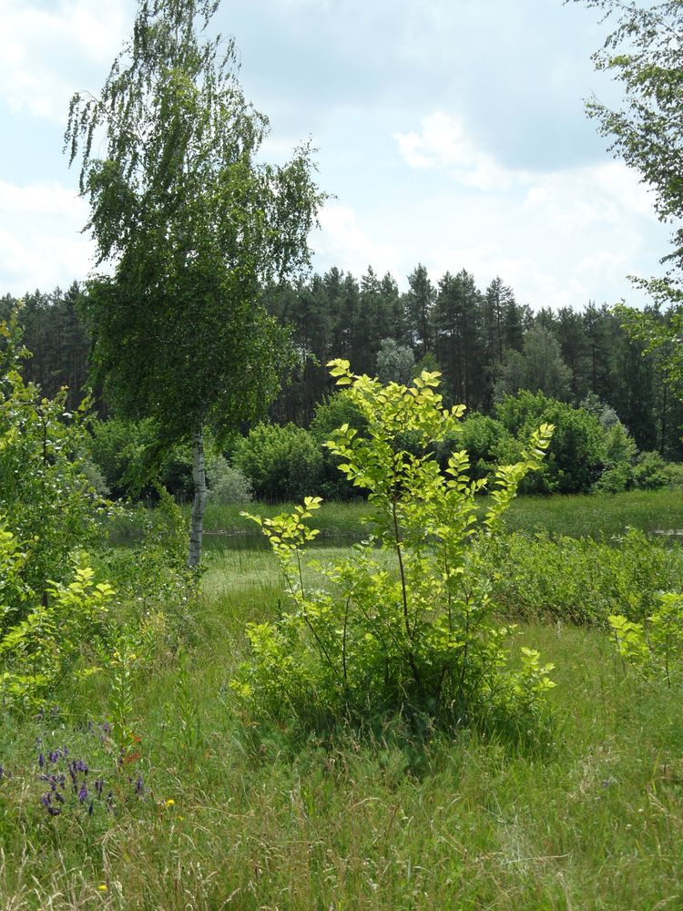 Окрестности села Коробовка, изображение ландшафта.