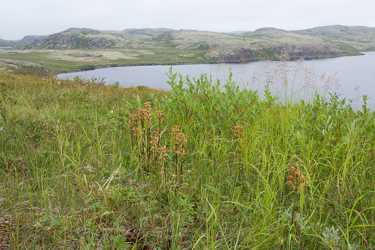 Столбовое озеро, image of landscape/habitat.