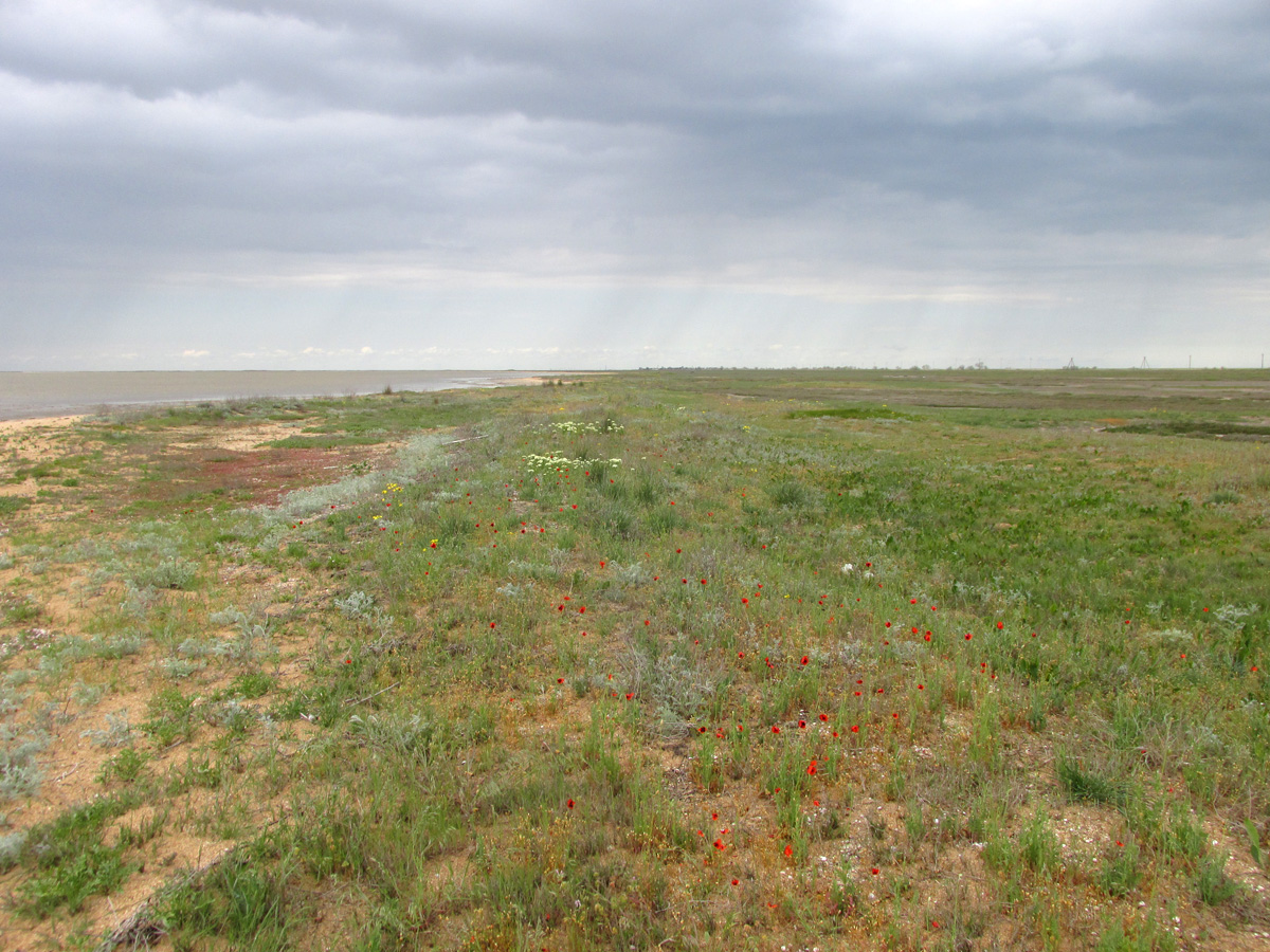 Арабатская стрелка, image of landscape/habitat.