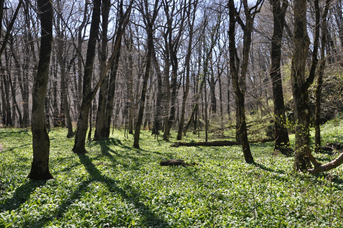 Долина Белой около Руфабго, image of landscape/habitat.