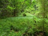 Чемеровка, image of landscape/habitat.