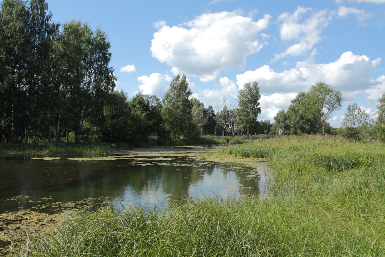 Парк "Зверинец", image of landscape/habitat.