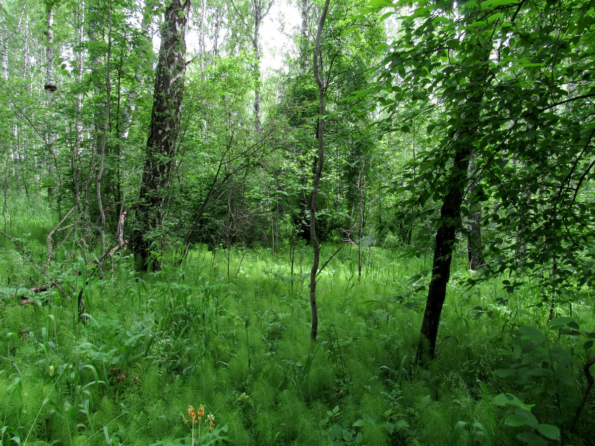 Убейский залив, image of landscape/habitat.