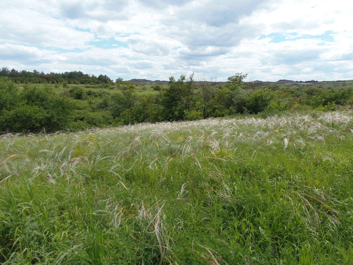 У Каменных могил, image of landscape/habitat.