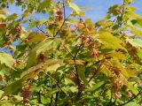 Acer ukurunduense. Ветви с плодами и листьями в осенней окраске. Хабаровский край, Ванинский р-н. 03.09.2006.