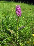 Dactylorhiza majalis