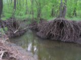 Alnus glutinosa. Основания стволов и корни. Саратовская обл., Татищевский р-н. 6 мая 2012 г.